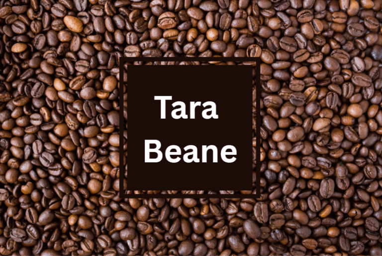 Tara Beane