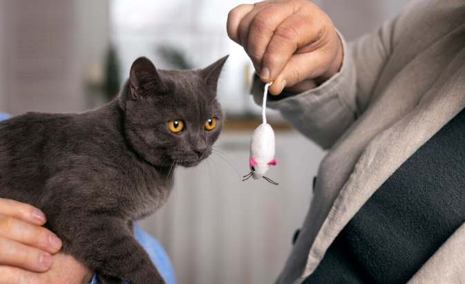 The Perfect Landing: Japanese Scientists Finally Solve the "Falling Cat" Physics Problem