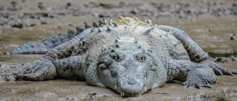 Alligator Alcatraz Was DeSantis’s Signature Immigration Move. Now Nobody Wants to Defend It Alligator Alcatraz Was DeSantis's Signature